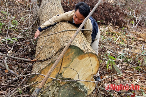 Những cây gỗ sữa to thuộc rừng Khe Quến địa phận Kẻ Tằn 2, xã  Châu Hội. Đây thuộc rừng giao cho bà con khoanh nuôi bảo vệ cũng bị đốn hạ. (Ảnh tư liệu)