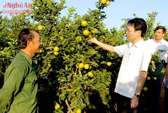 Nhiều nông dân ở Quỳ Hợp làm giàu với các mô hình nông lâm hiệu quả kinh tế cao.