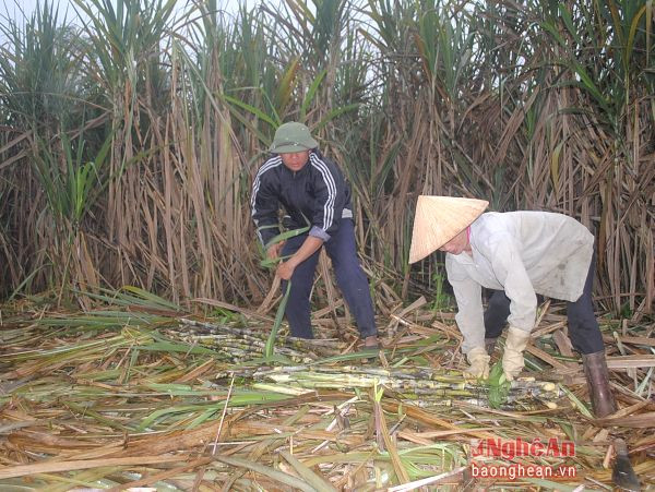 Cây mía trồng ở xã Hạ Sơn (Quỳ Hợp) từ năm 2011, nay người dân cần có giống mới thay thế.