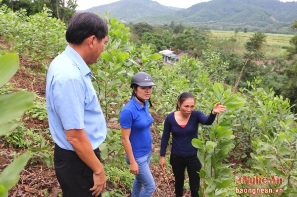Kiểm tra rừng trồng tại xã Tam Quang (Tương Dương).
