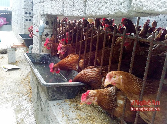 gà mái đẻ được cho uống nước đun sôi diệt khuẩn.