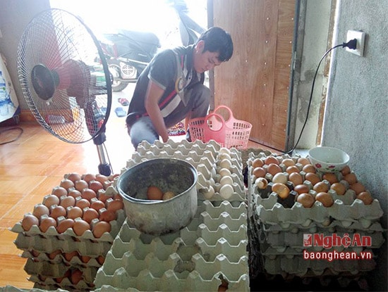 Thương lái thu mua trứng gà ngay tại trang trại.