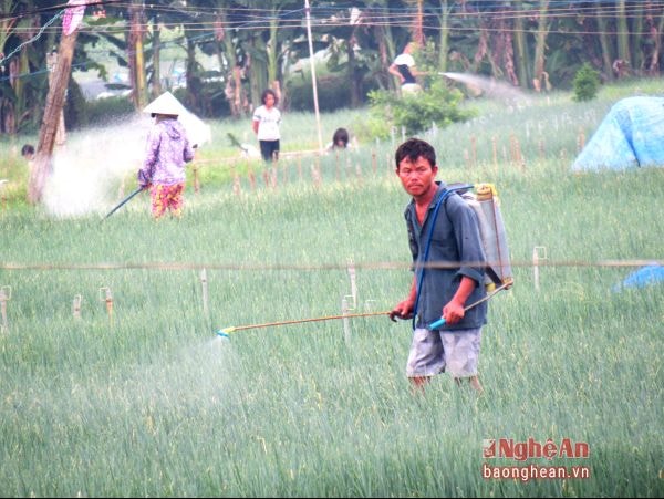 Người dân xã Quỳnh Lương (Quỳnh Lưu) phun thuốc BVTV cho rau nhưng khôngsử dụng đồ bảo hộ.