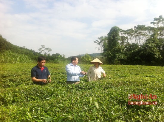 Nhờ trồng chè nguyên liệu, đến nay cuộc sống gia đình chị Lương Thị Liên ở bản Muộng xã Ngọc Lâm đã khá giả hơn.