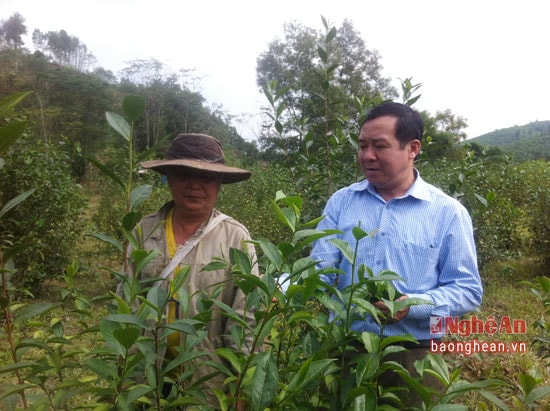 Ông Ngân Đình Dung giữa vườn chè 4 năm tuổi của gia đình không được đầu tư chăm bón. ( Người đội mũ)