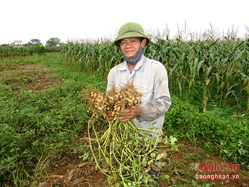 Gia đình ông Nguyễn Bá Ngọc, xóm 3 Diễn Hoa trồng 2 sào, thu hoạch được hơn 3,5 tạ lạc.