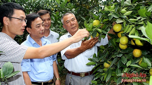 Xác định cam là một trong những cây trồng trọng điểm, huyện Quỳ Hợp khuyến khích người dân đầu tư sản xuất theo hướng VietGAP, tăng năng suất, chất lượng sạch theo yêu cầu của thị trường.