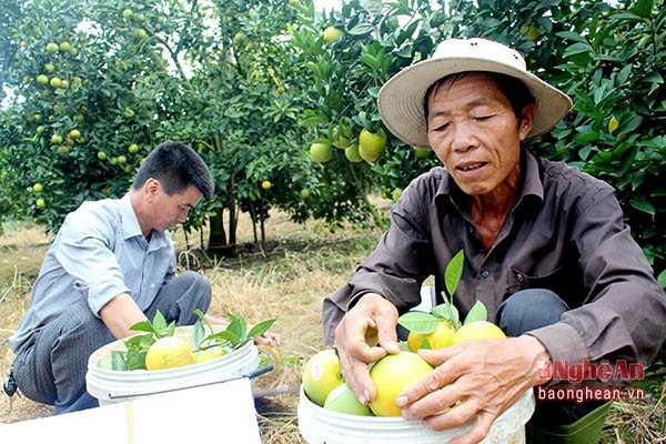 Anh Tấn cùng 9 gia đình khác thành lập HTX chuyên trồng cam và đăng ký nhãn hiệu, góp phần khẳng định thương hiệu cam Vinh.