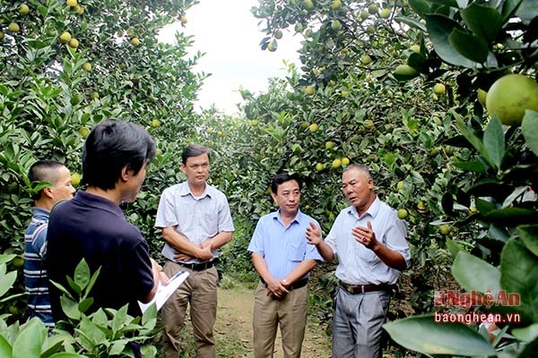 Nhiều chủ hộ trồng cam trên địa bàn Quỳ Hợp chia sẻ tâm tư, mong muốn các cấp ngành hỗ trợ quảng bá, nâng cao giá trị cam Vinh.