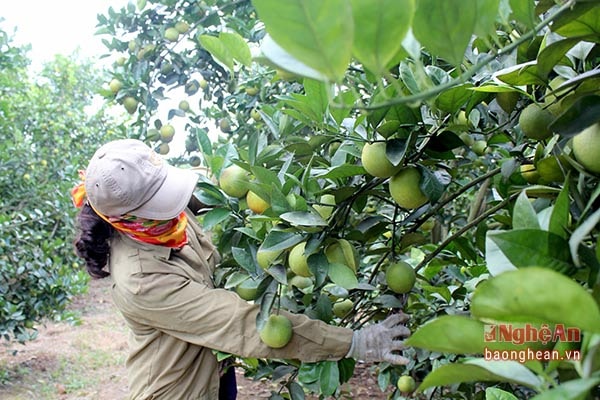 Với trên 2.000/2.500 ha đang khai thác gồm các giồng: Vân Du, Valencia, Xã Đoài lòng vàng, cam mát, sản phẩm cam của Quỳ Hợp có thể thu hoạch từ tháng từ tháng 9/2016 đến tháng 2/2017 (qua tết Nguyên Đán).