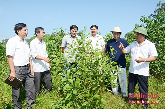 Đồng chí Hồ Xuân Hùng (ngoài cùng bên phải) cùng đoàn công tác khảo sát vùng nguyên liệu cho Nhà máy MDF  tại huyện Yên Thành. Ảnh: H.N