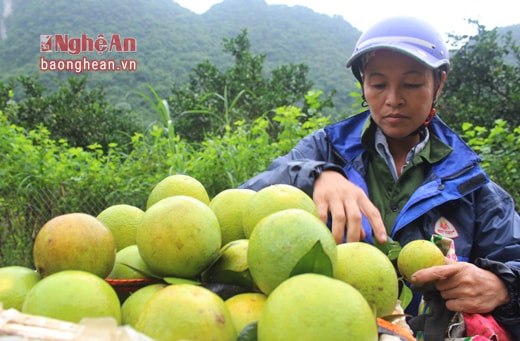 Một chủ vườn cam Bãi Phủ ở Đỉnh Sơn.