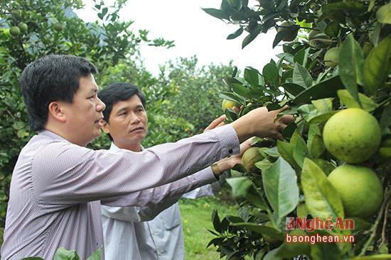 Bí thư Huyện ủy Con Cuông  Nguyễn Đình Hùng thăm vườn cam Yên Khê