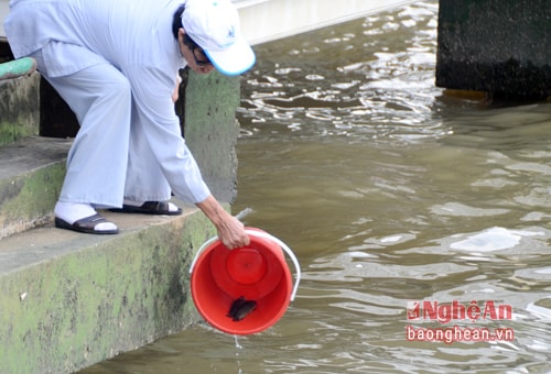 Người dân Thái Lan cho hay: Cá trên dòng sông Mẹ, chảy qua Băng Cốc trước đây do Hoàng hậu phóng sinh nên không ai đánh bắt...Ngày nay, người dân khi đến lễ chùa đều thực hiện nghi thức phóng sinh cá.