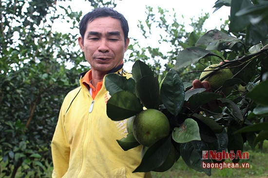 Ông Nguyễn Viết Hùng - chủ vườn cam ở thôn Quyết Tiến, xã Ch Khê cho biết, hiện nay gia đình