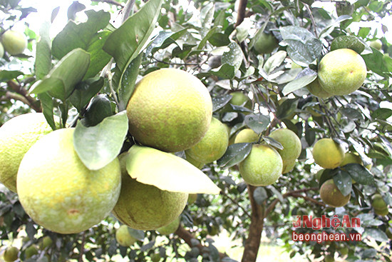 Trong cơ cấu các loại hình nông sản ở Con Cuông, cam quả đang càng ngày khẳng định giá trị kinh tế với tổng sản lượng khoảng 3.000 tấn (năm 2016), đồng.đồng thời giữ vững chất lượng của thương hiệu cam Vinh trên vùng Tây Nam xứ Nghệ.