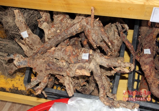 Cây xuyên đá (giúp tăng cường sinh lực) đã được nhiều cánh mày rau lựa chọn.