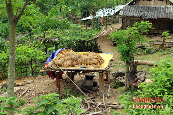 Hay làm giàn cao để phơi.