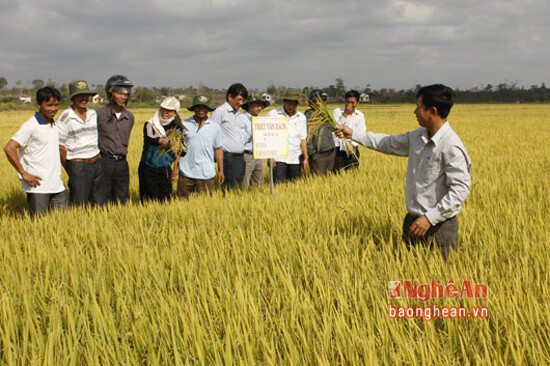 Hội thảo đầu bờ về sản xuất lúa theo hướng VietGap tại xã Xuân Thành, Yên Thành, ảnh tư liệu