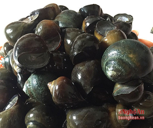 Ốc bươu đen ở Hồng Sơn có đặc điểm vỏ và màu nhẵn bóng.