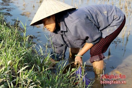 Một phụ nữ đang bắt cua “mà” (hang).