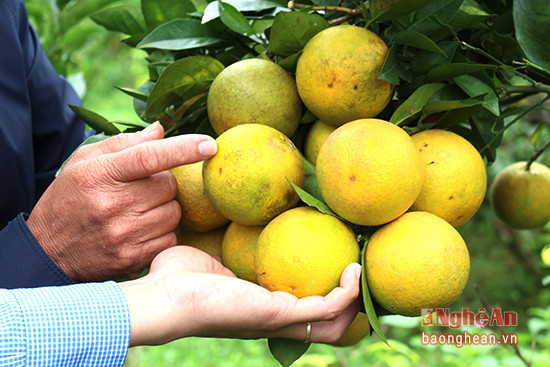 Cam Vinh ở Yên Thành được trồng từ lâu đời với giống cam chanh thuộc dòng cam Vân Du