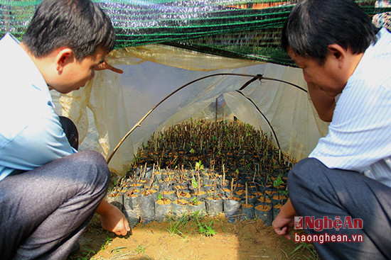 Chè hoa vàng đã được huyện Quế Phong chỉ đạo ươm giống để nhân rộng.
