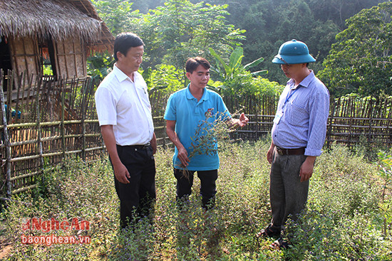 Anh Vi Văn Thắng (giữa) giới thiệu về vườn cây nhân trần 