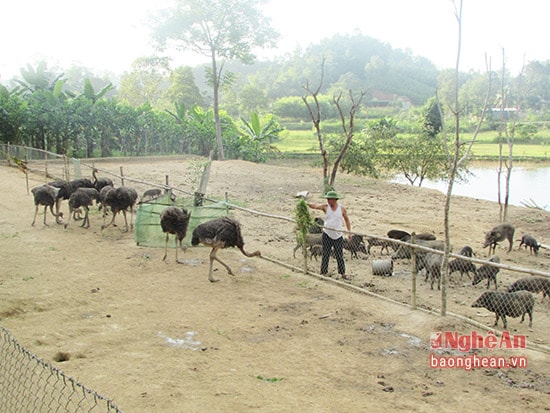 Trang trại chăn nuôi tổng hợp của ông 