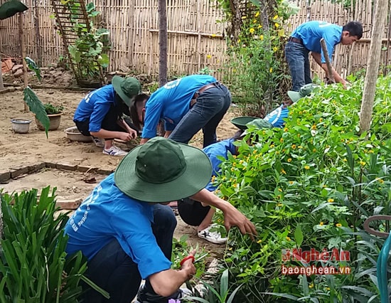 Các bạn sinh viên nông nghiệp thực hiện mô hình nông nghiệp hữu cơ tại Châu Phong (Quỳ Châu- Nghệ An)