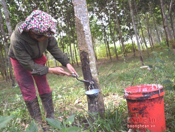 Chị Hoàng Thị Thanh, xóm 16, xã Nghĩa Bình (Nghĩa Đàn) khai thác mủ cao su.