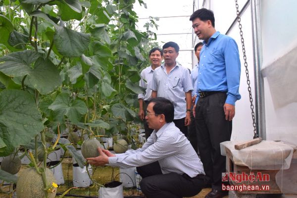 Lãnh đạo tỉnh thăm mô hình sản xuất dưa trong nhà màng của ông Trương Văn Hòa, xã Hội Sơn (Anh Sơn). Ảnh: X.H