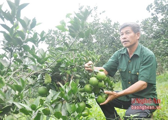 Vườn cam thu nhập trên 1 tỷ đồng của ông Võ văn Kỷ ở xóm 10 xã Thanh Nho.