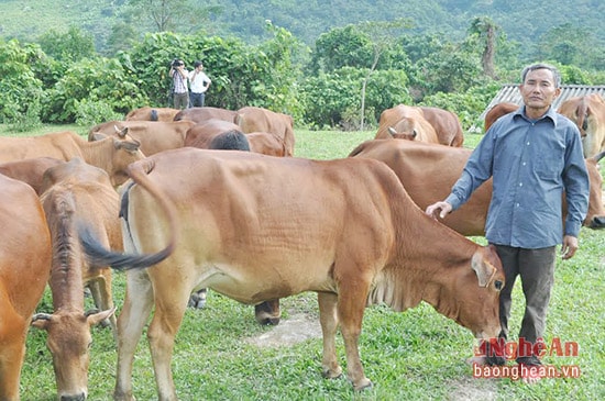     Đàn bò hơn 80 con tại trang trại ông Nguyễn Sỹ Thành ở xóm Khe Mừ, xã Thanh Thủy.