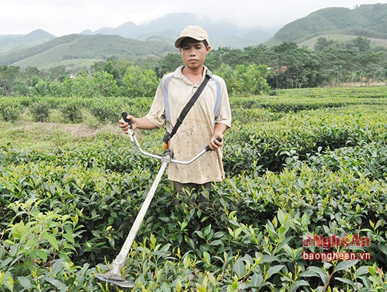 Người dân Bản Lạp xã TĐC Ngọc Lâm chăm sóc vườn chè mới trồng  quyết tâm làm giàu trên quê mới.