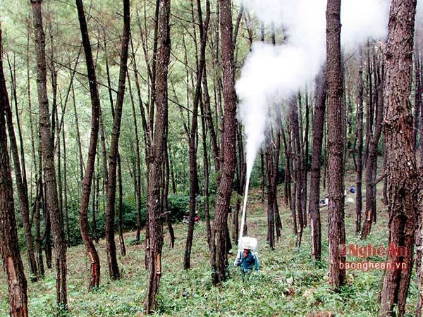 Rừng thông được các gia đình trong xóm bảo vệ an toàn, đạt năng suất nhựa cao.