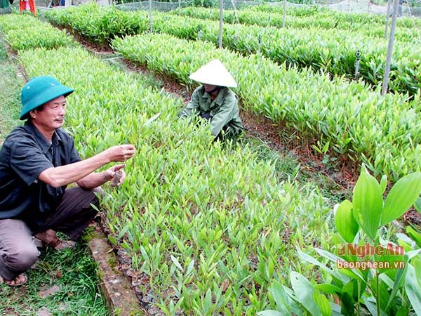 Gia đình ông Phan Văn Tịnh áp dụng kỹ thuật ươm thành công các giống cây phục vụ trồng rừng.