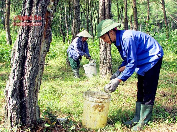 Việc bảo vệ tốt rừng thông, đem lại thu nhập ổn định cho các hộ dân làng đập Đầm.