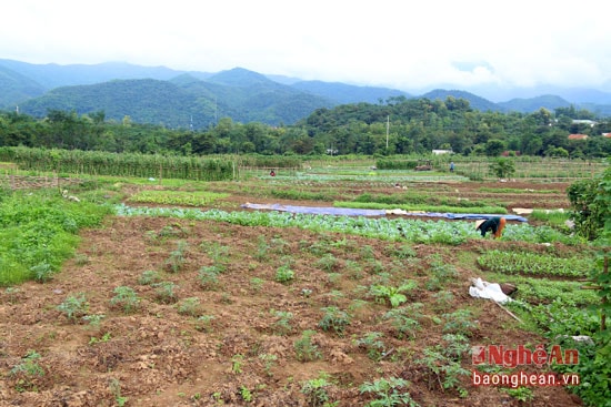 Mô hình rau sạch ở bản Phòng (xã Thạch Giám - Tương Dương) được triển khai từ năm 2011 với 54 hộ tham gia trên diện tích hơn 3 ha. Mô hình này từ lâu đã được biết đến bởi chuyên cung cấp rau sạch cho thị trường.