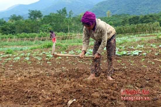 Thời điểm hiện nay, bà con đang tích cực gieo trồng để kịp cho vụ tết.