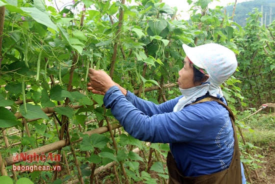 Giá mỗi kg đậu hiện tại là 20 nghìn đồng/kg nên nhiều hộ ở bản Phòng đã thu hoạch.