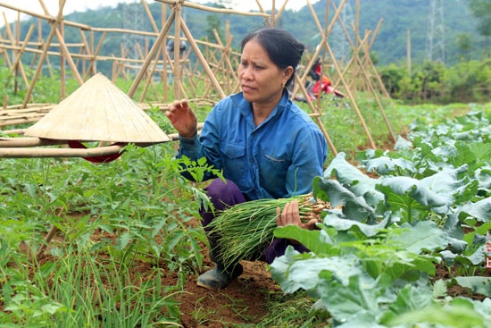 Hành ống được tỉa đem bán dần.