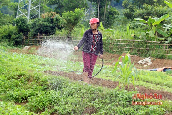 Bên cạnh đó, nguồn nước tưới cũng luôn được bà con chủ động nhằm đảm bảo rau xanh tốt.