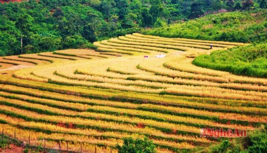 Ruộng bậc thang ở Na Ngoi (Kỳ Sơn - Nghệ An)