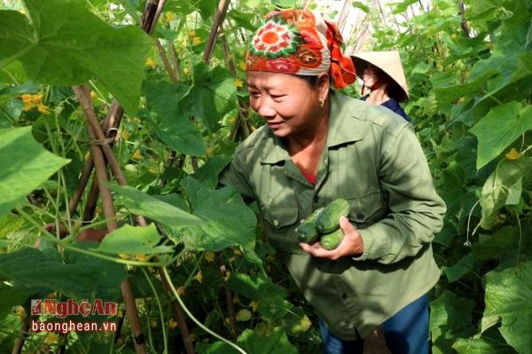 Còn bà Nguyễn Thị Liên cho hay: Trên diện tích 2 sào ruộng, mỗi năm gia đình bà làm hai vụ dưa, một vụ lúa. Dưa trái vụ được gieo trỉa từ tháng 9 - 10 và thu hoạch từ tháng 11 đến hết tháng 12. Còn dưa chính vụ được gieo trỉa từ tháng 12 và ra năm thì thu hoạch. Dưa trái vụ thường cho hiệu quả gấp nhiều lần so với trồng ngô vụ đông trên đất lúa, mỗi ha có thể cho thu nhập từ 100-120 triệu đồng.