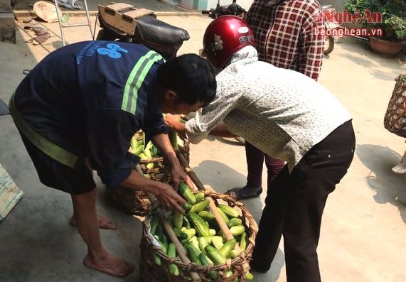 Dưa được thương lái đến thu mua ngay tại nhà