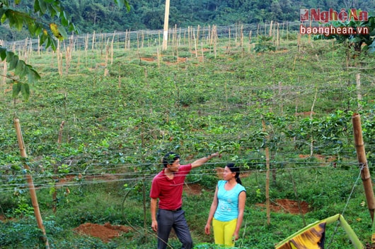 7.Tại bản Yên Sơn, trong những ngày này gia đình chị Vi Thị Mai đang tiến hành trồng mới hơn 300 gốc chanh leo, nâng tổng số diện tích trồng chanh leo của gia đình lên gần 800 gốc. Chanh nhiều lên, nỗi lo lắng về nguồn nước tưới cho cây lại càng lớn theo.