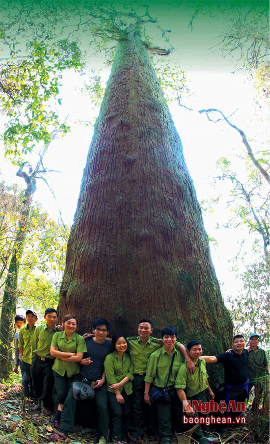 Cây samu dầu trong rừng của Khu bảo tồn thiên nhiên Pù Hoạt.