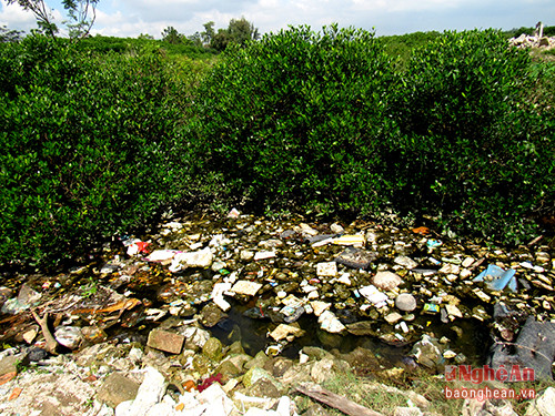 rác thải chất đầy khiến nước tại rừng bần đục ngầu, hôi thối.