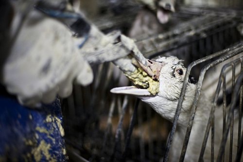 Họa mi, gan ngỗng - thú ẩm thực xa hoa và tàn nhẫn của giới nhà giàu